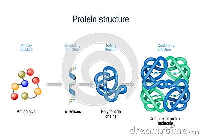 Levels of protein structure from amino acids to Complex of protein molecule Vector Illustration